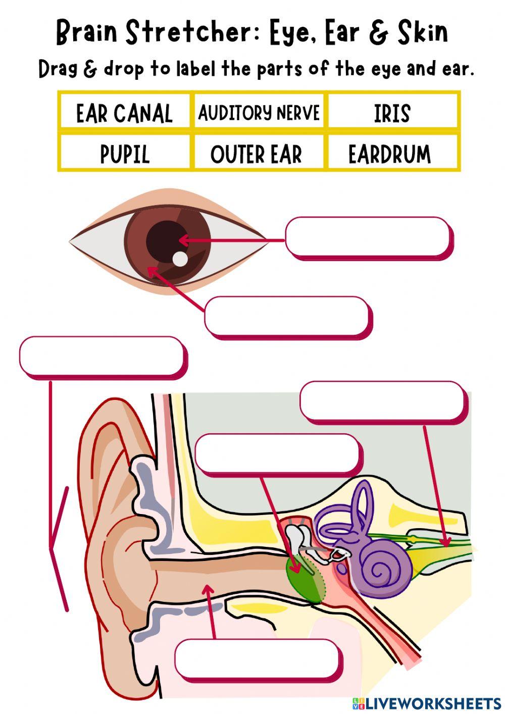Brain Stretcher: Eye, Ear & Skin