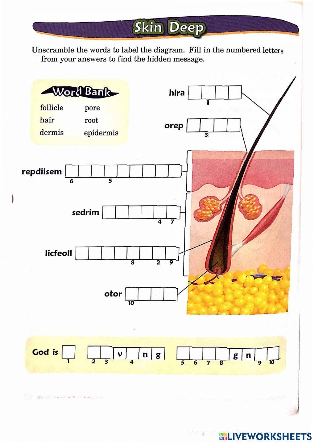 Brain Stretcher: Eye, Ear & Skin