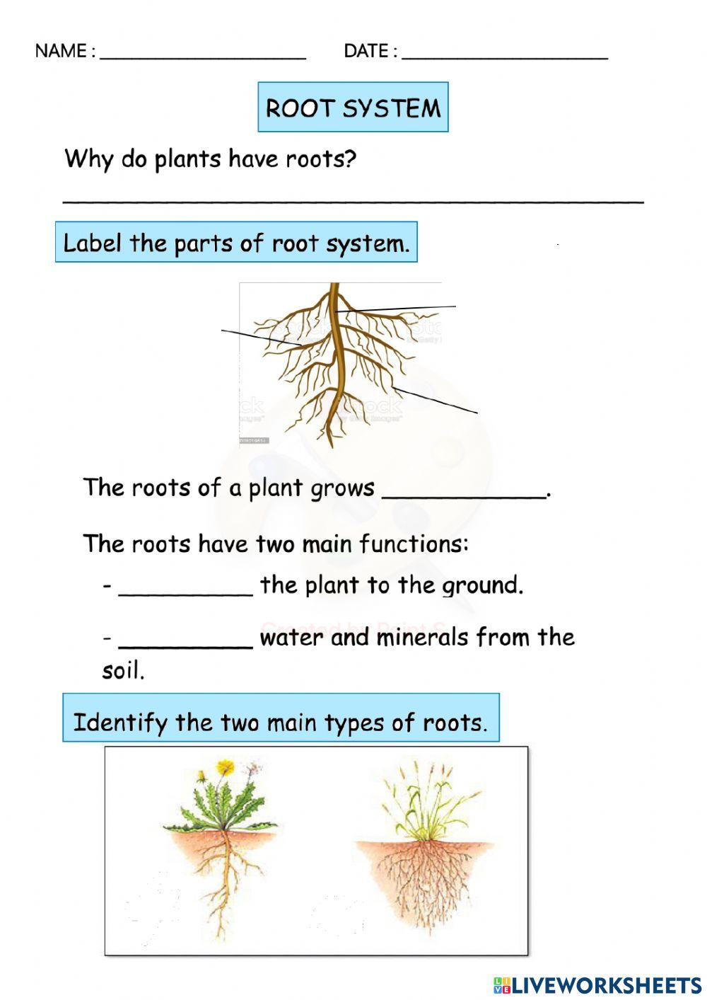 ROOT SYSTEM YR5 3915402 | MasnizaAziz | Live Worksheets