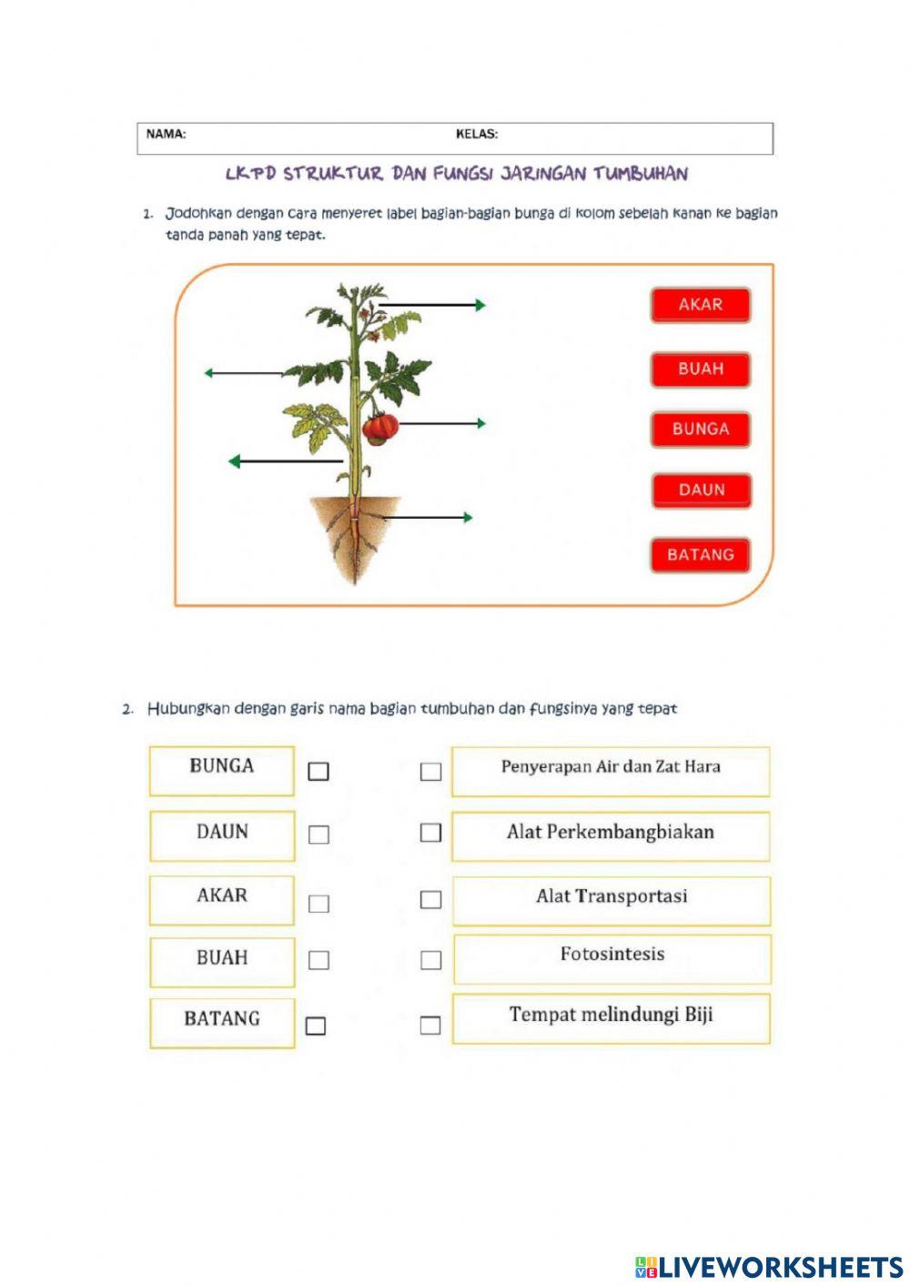 Bagian-bagian tubuh tumbuhan
