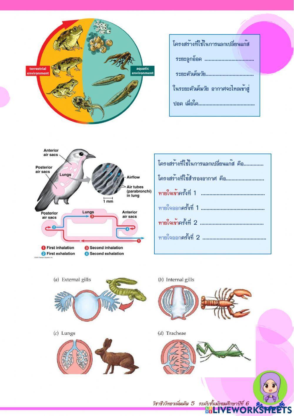 การแลกเปลี่ยนแก๊สของสัตว์