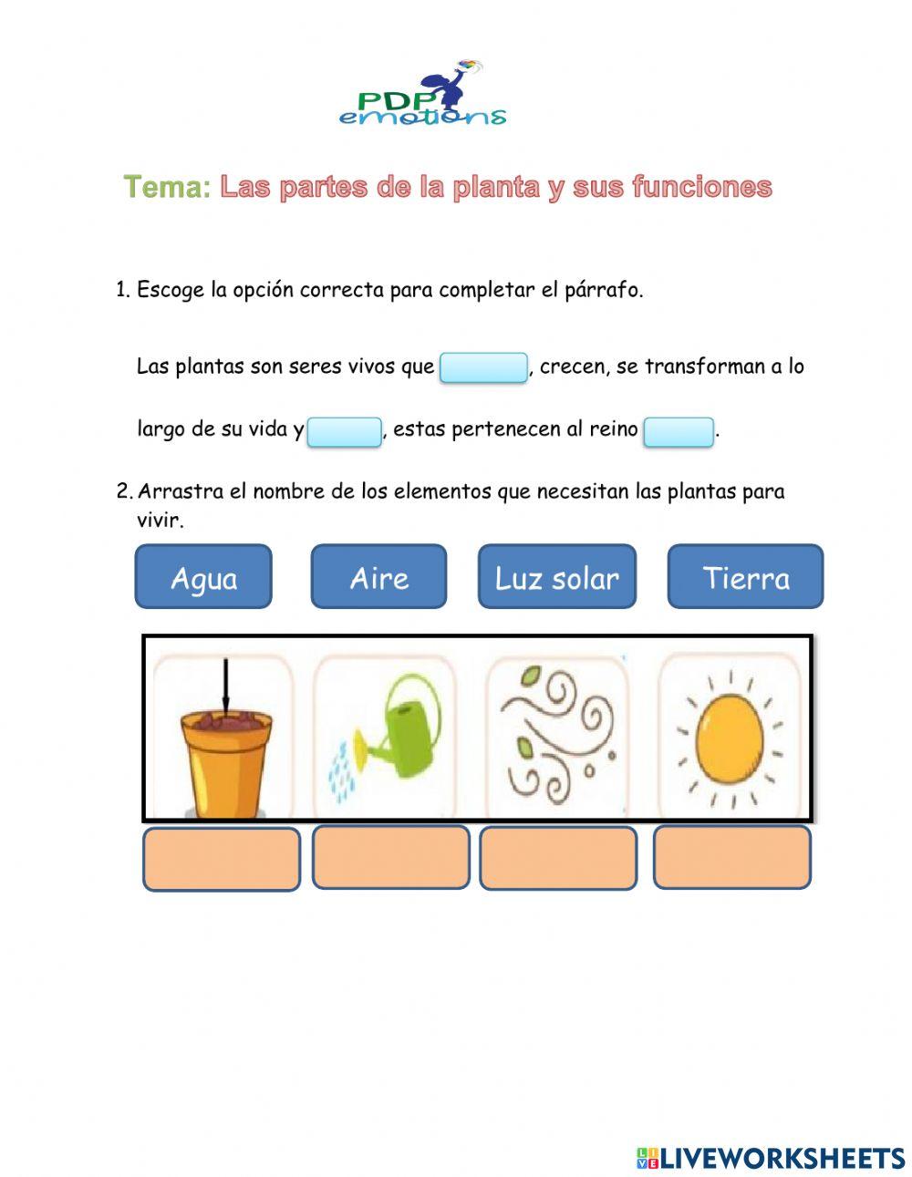 Las partes de la planta y sus funciones