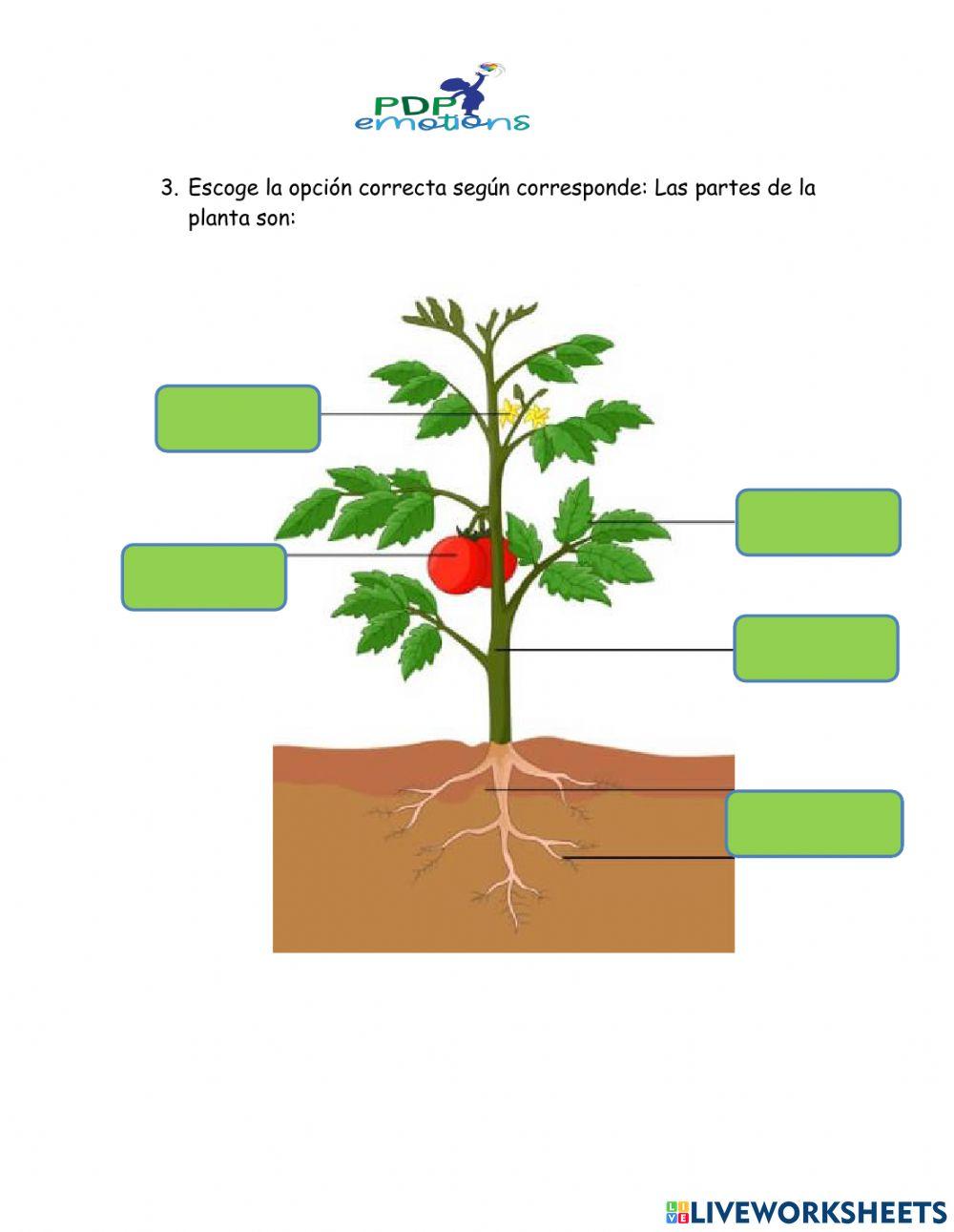 Las partes de la planta y sus funciones