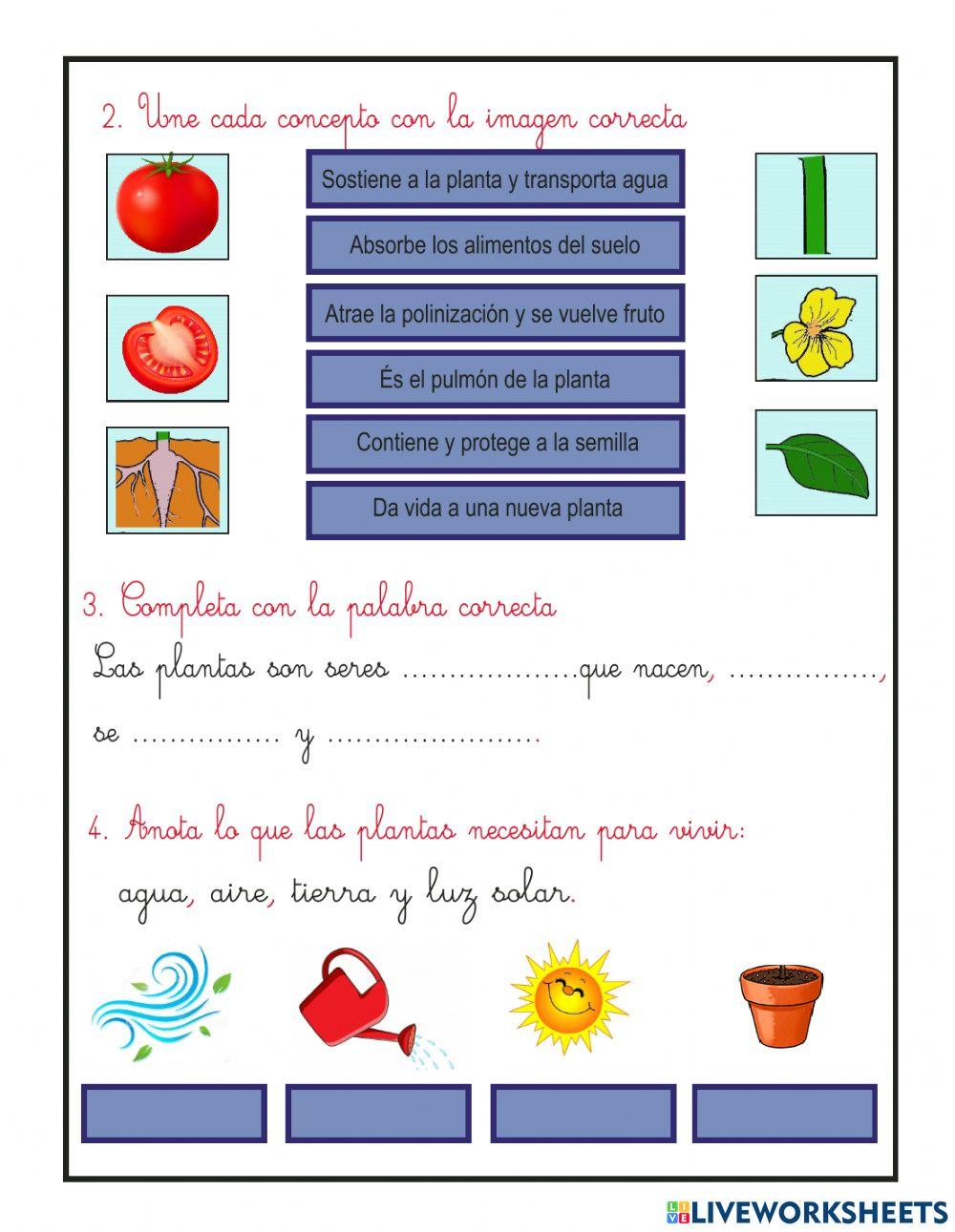 Partes y funciones de las plantas
