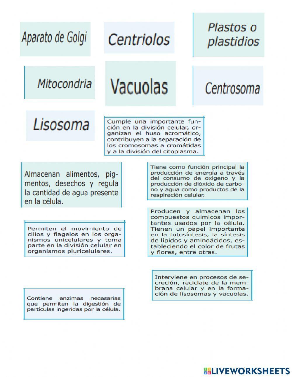 Orgánulos celulares