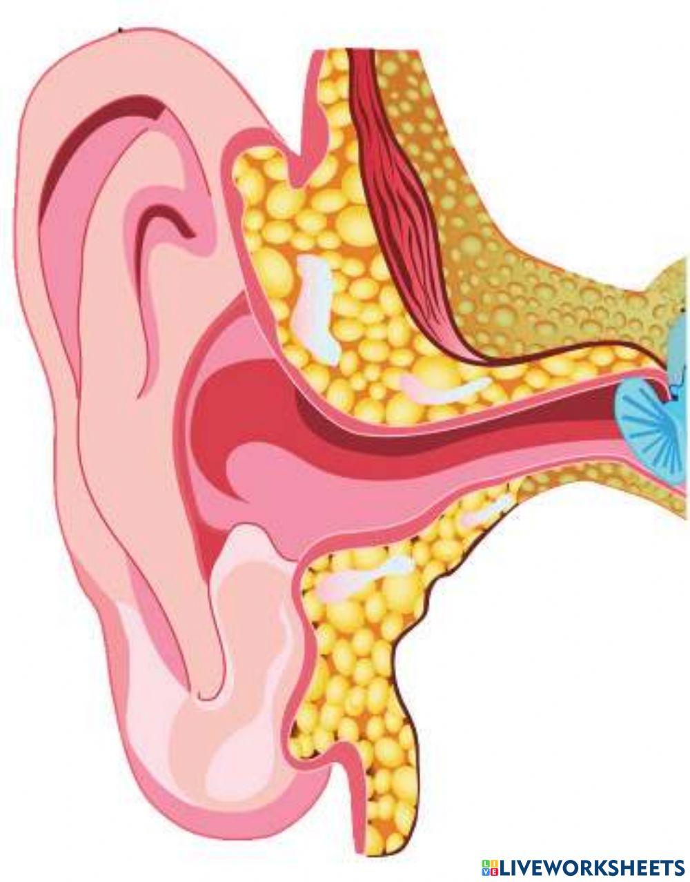 External ear
