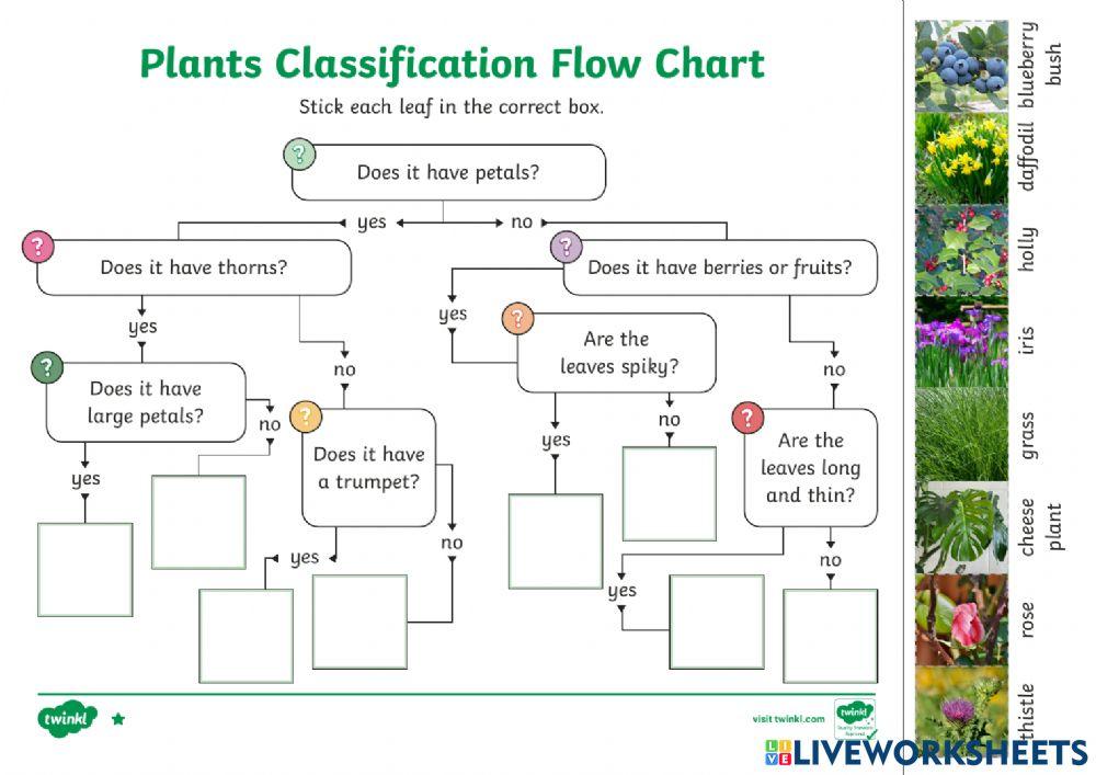 5168624 plant dichotomous key mecherati