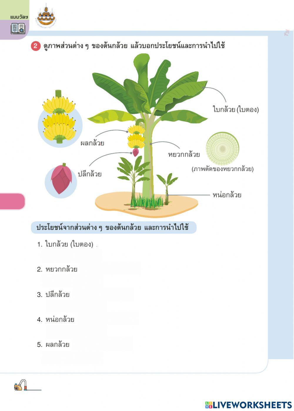 การงานอาชีพ ป.4 ครั้งที่ 8