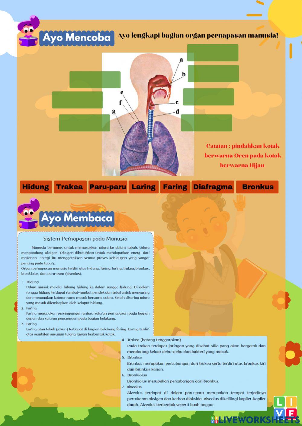 Alat-alat Pernapasan pada Manusia