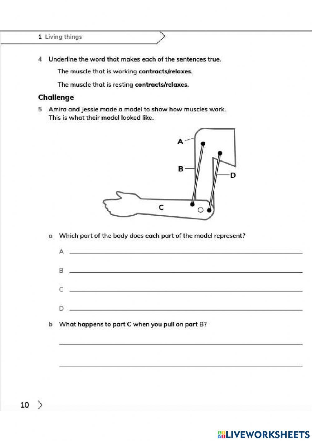G3 Unit 1.3 Skeleton and movement