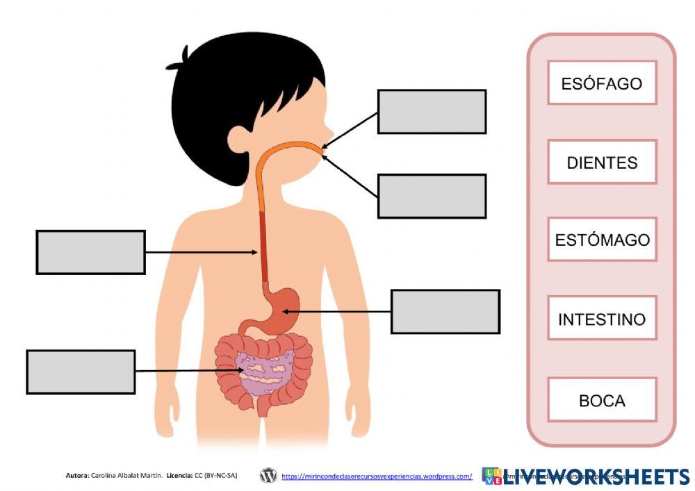 Organos del apareato digestivo