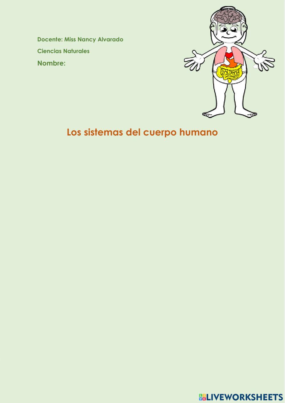 Principales órganos de nuestro cuerpo