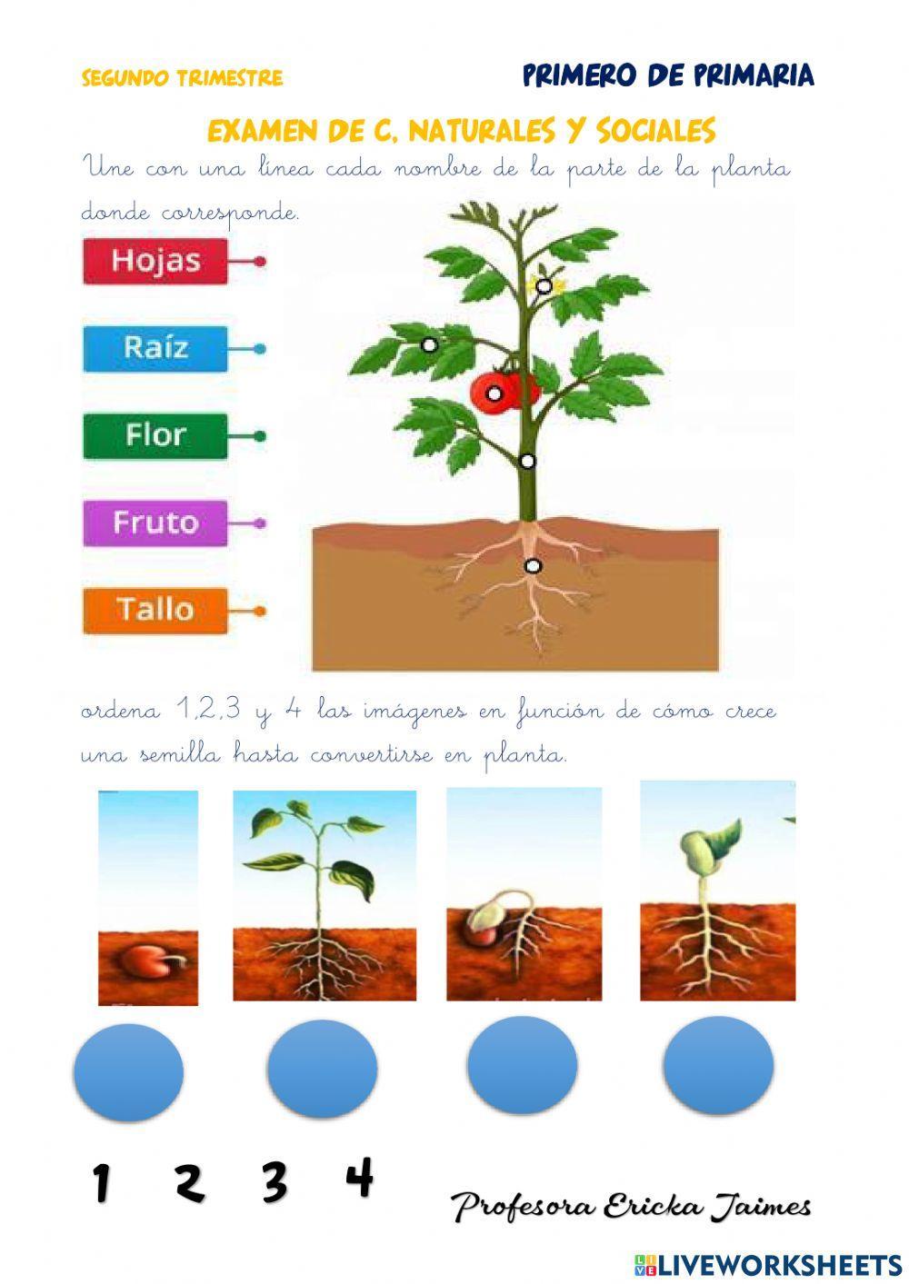 Examen de C, Naturales y Sociales