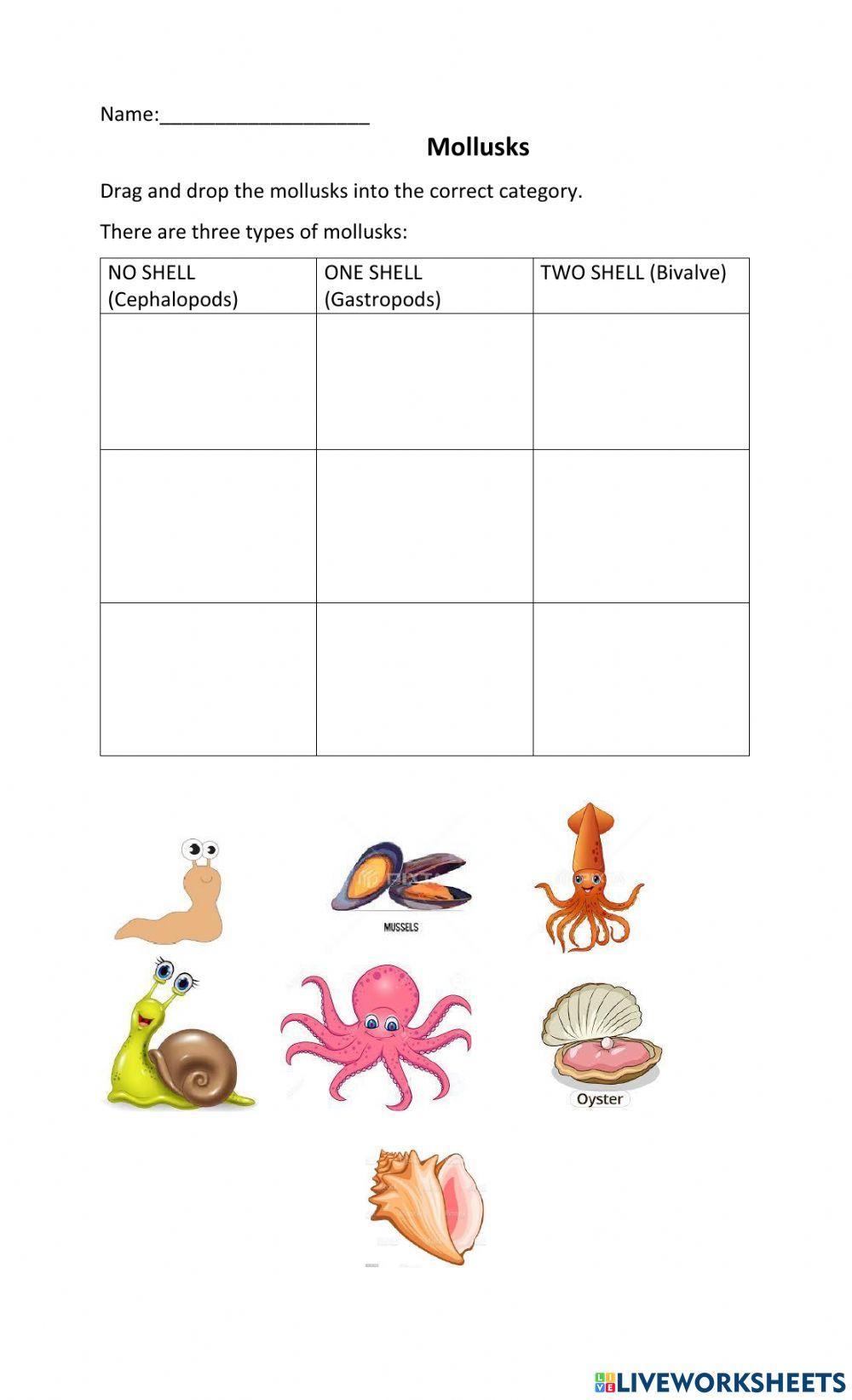 1398654 Mollusks bloomingteacher LiveWorksheets
