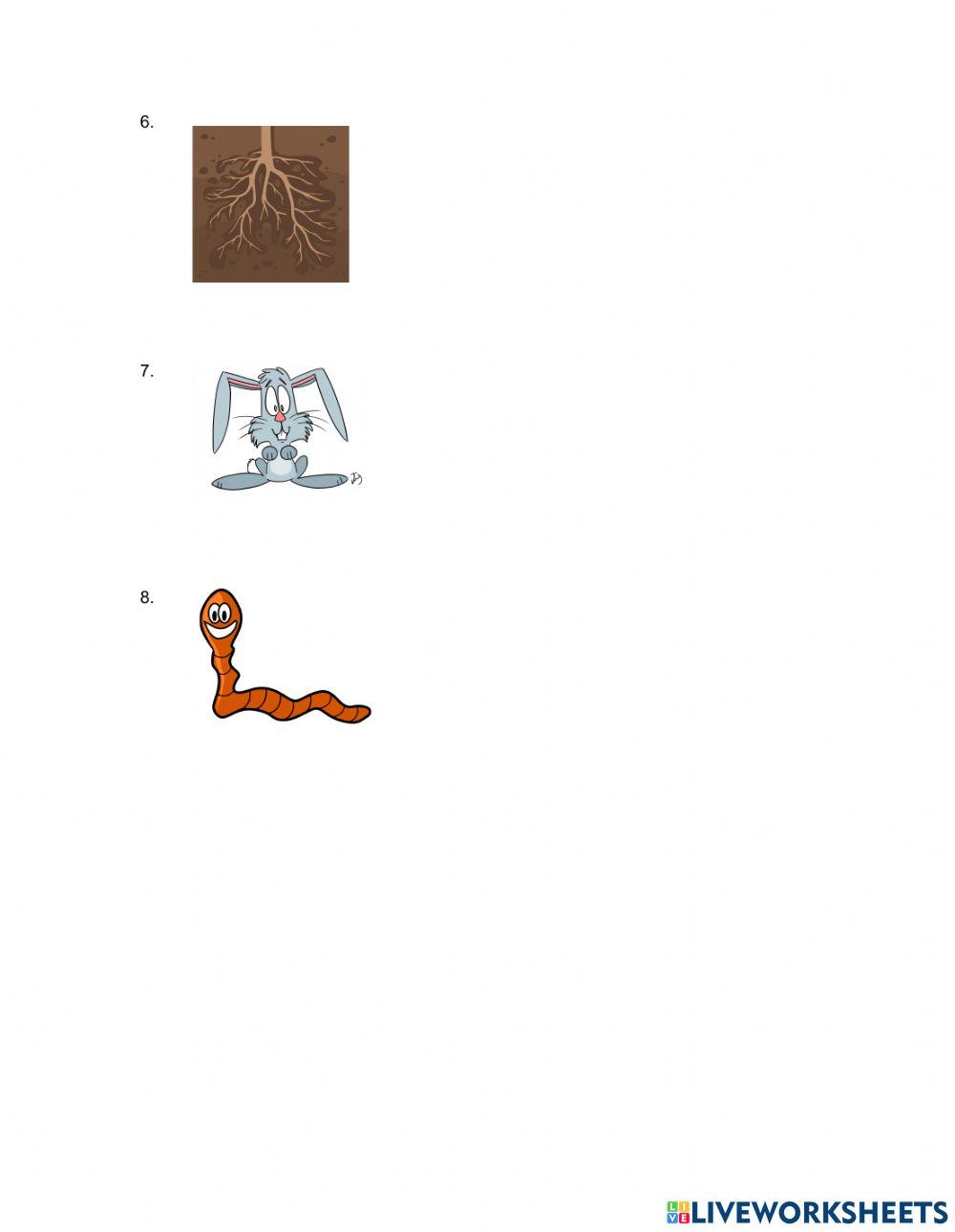 Les strates d'une forêt