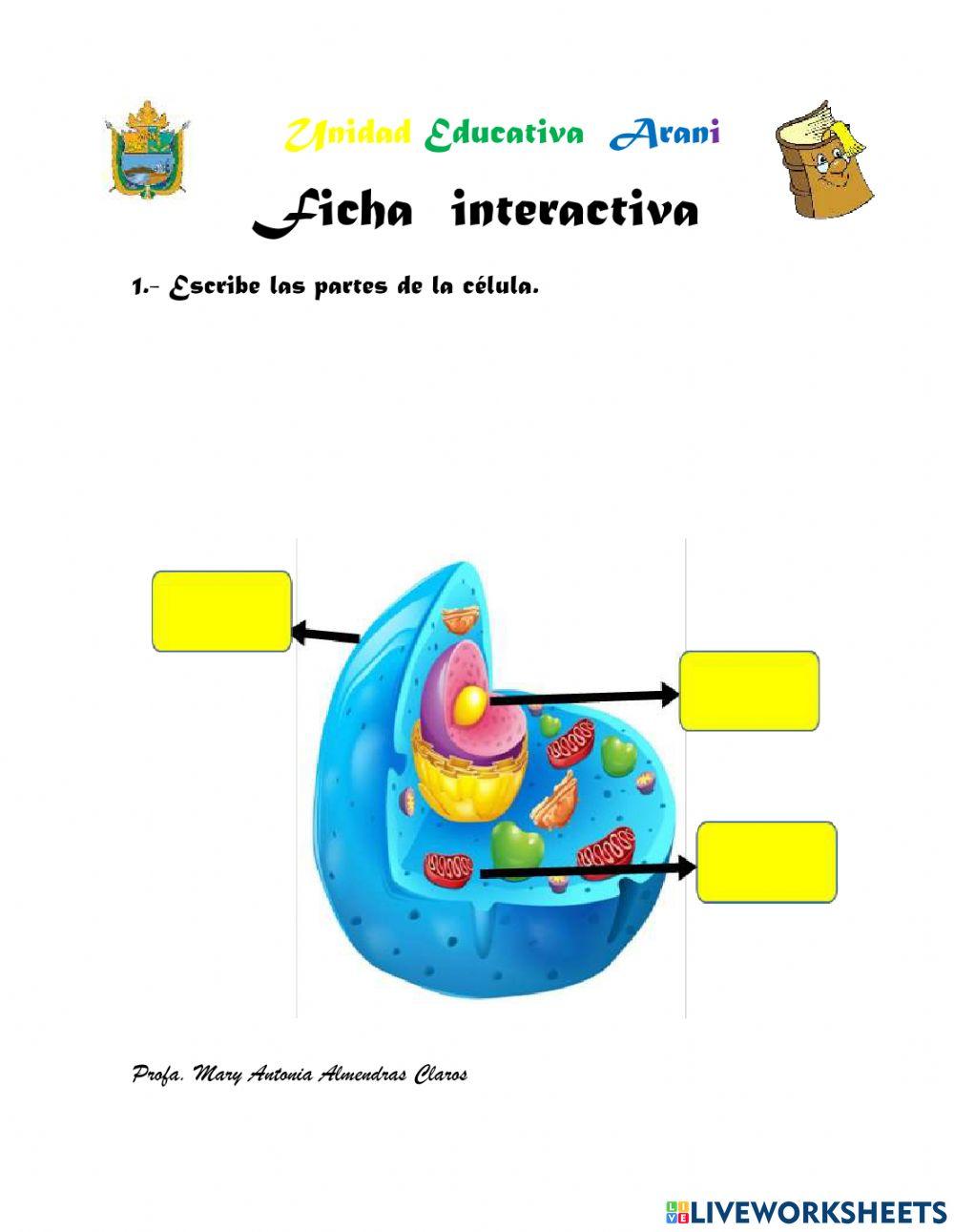 PARTES  DE LA CÉLULA