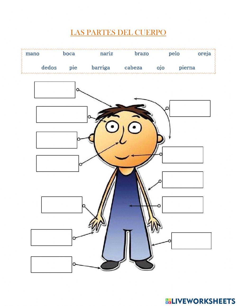 Las partes del cuerpo online exercise for Live Worksheets