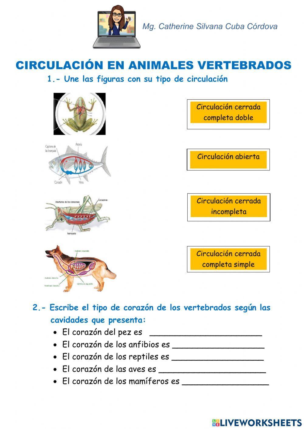 Circulación en Animales Vertebrados