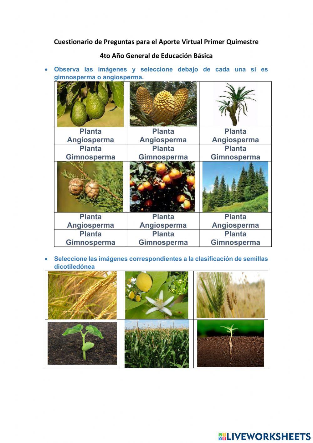 Cuestionario 1er Quimestre 4to EGB Virtual