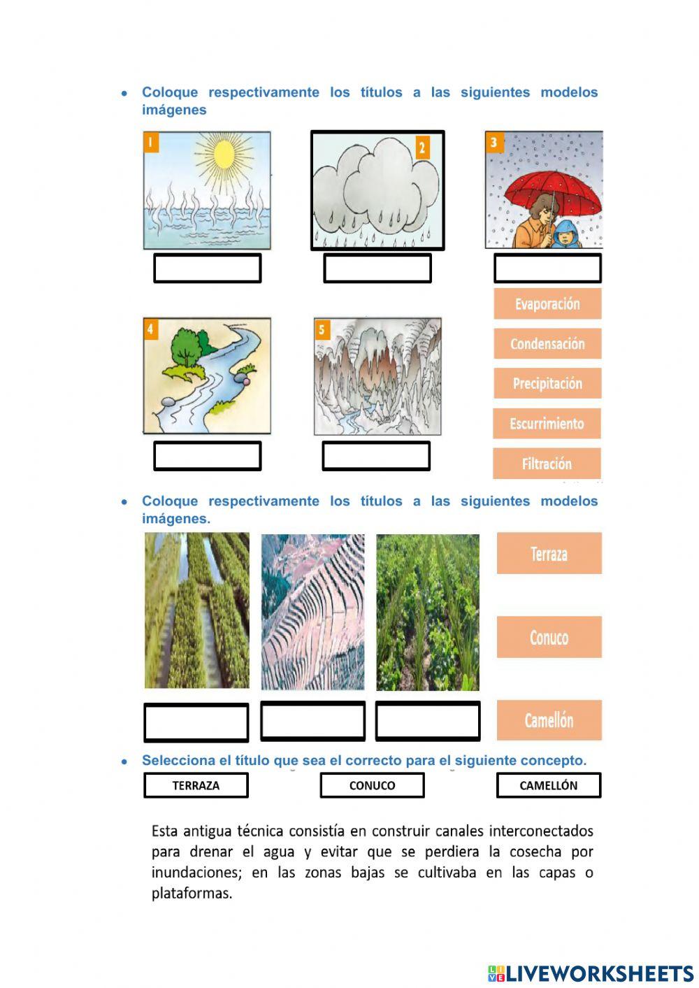 Cuestionario 1er Quimestre 4to EGB Virtual