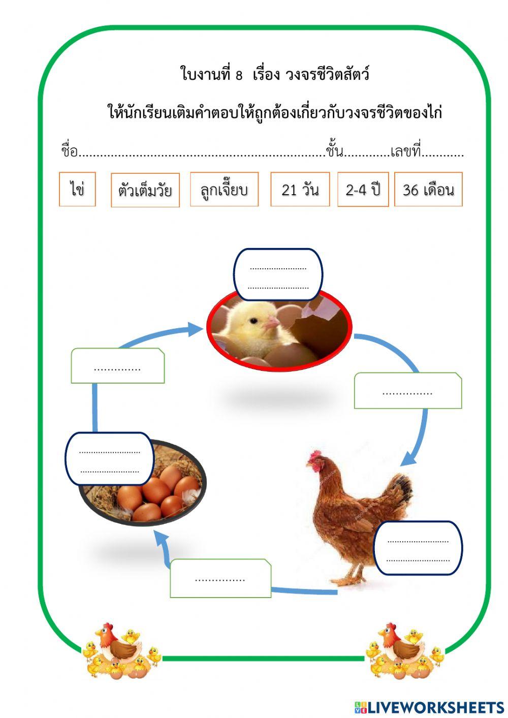 ใบงาน เรื่อง วงจรชีวิตของไก่