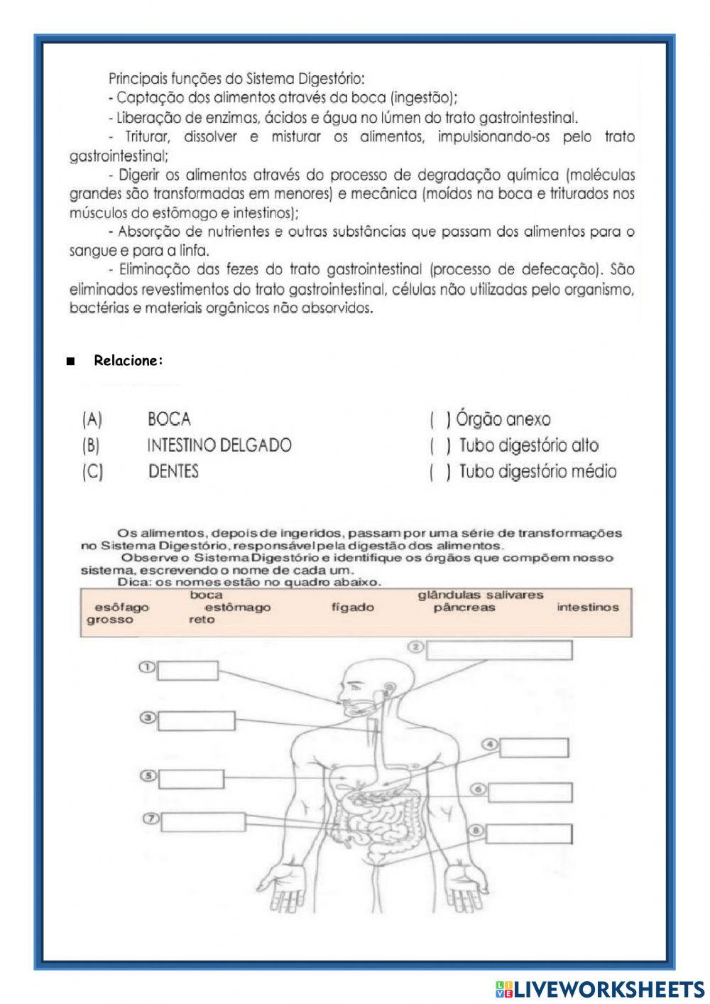 Sistemas digestório e respiratório