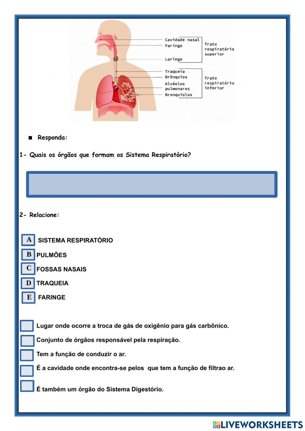 Sistemas digestório e respiratório