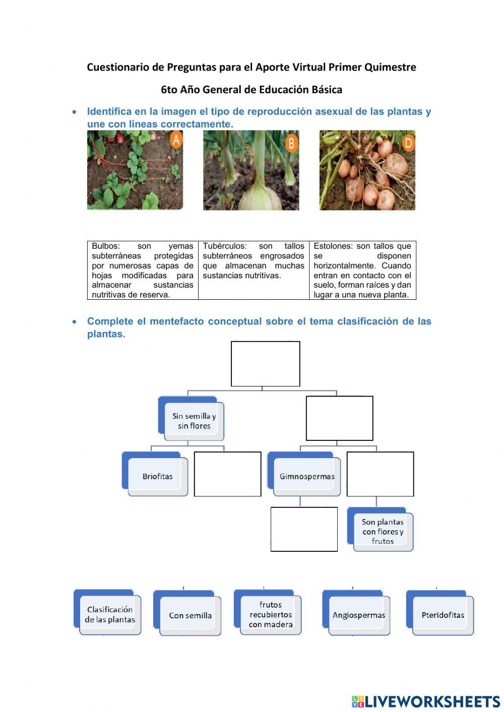 Cuestionario 1er Quimestre 6to EGB Virtual