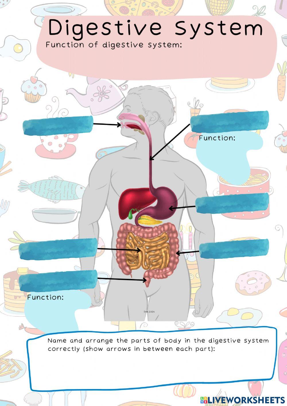 Digestive System Function For Kids