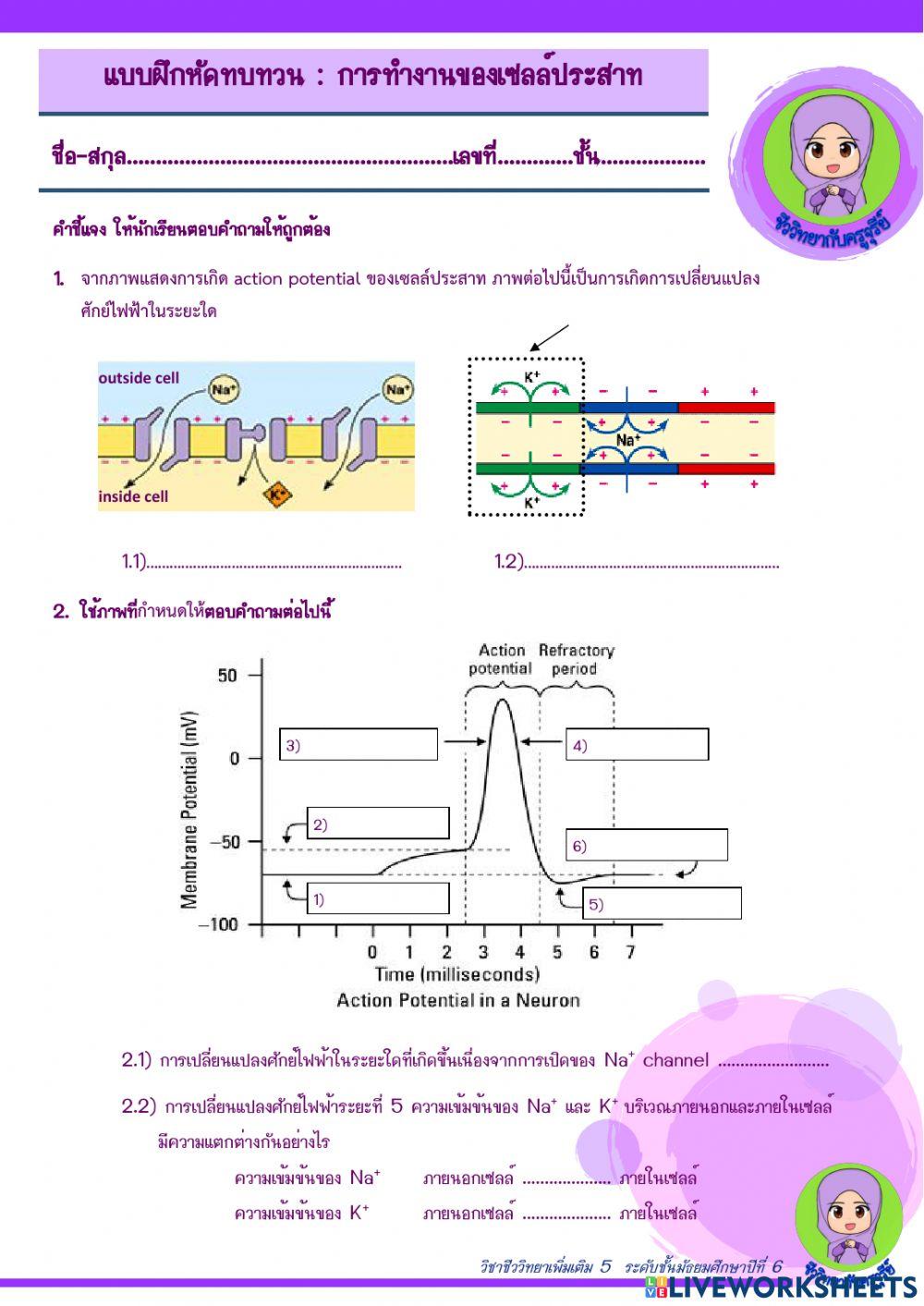 การทำงานของเซลล์ประสาท
