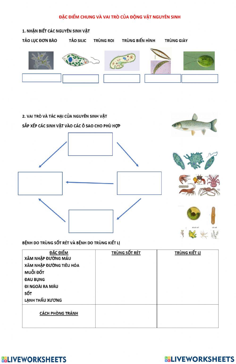 Bài 7. đặc điểm chung và vai trò của động vật nguyên sinh