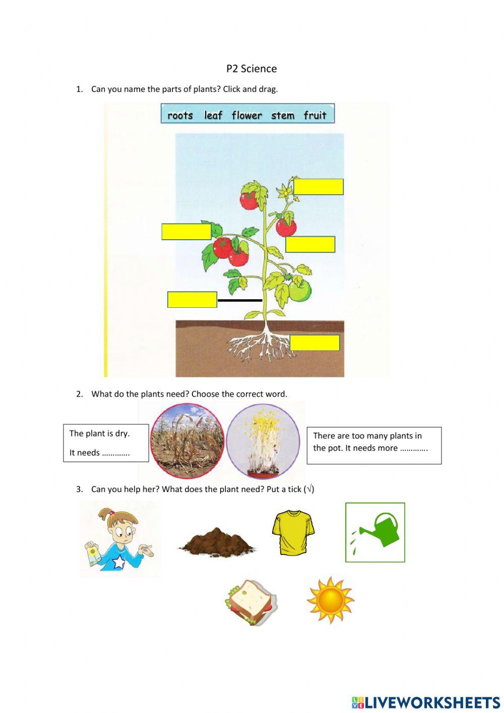 P1 Science about Plants