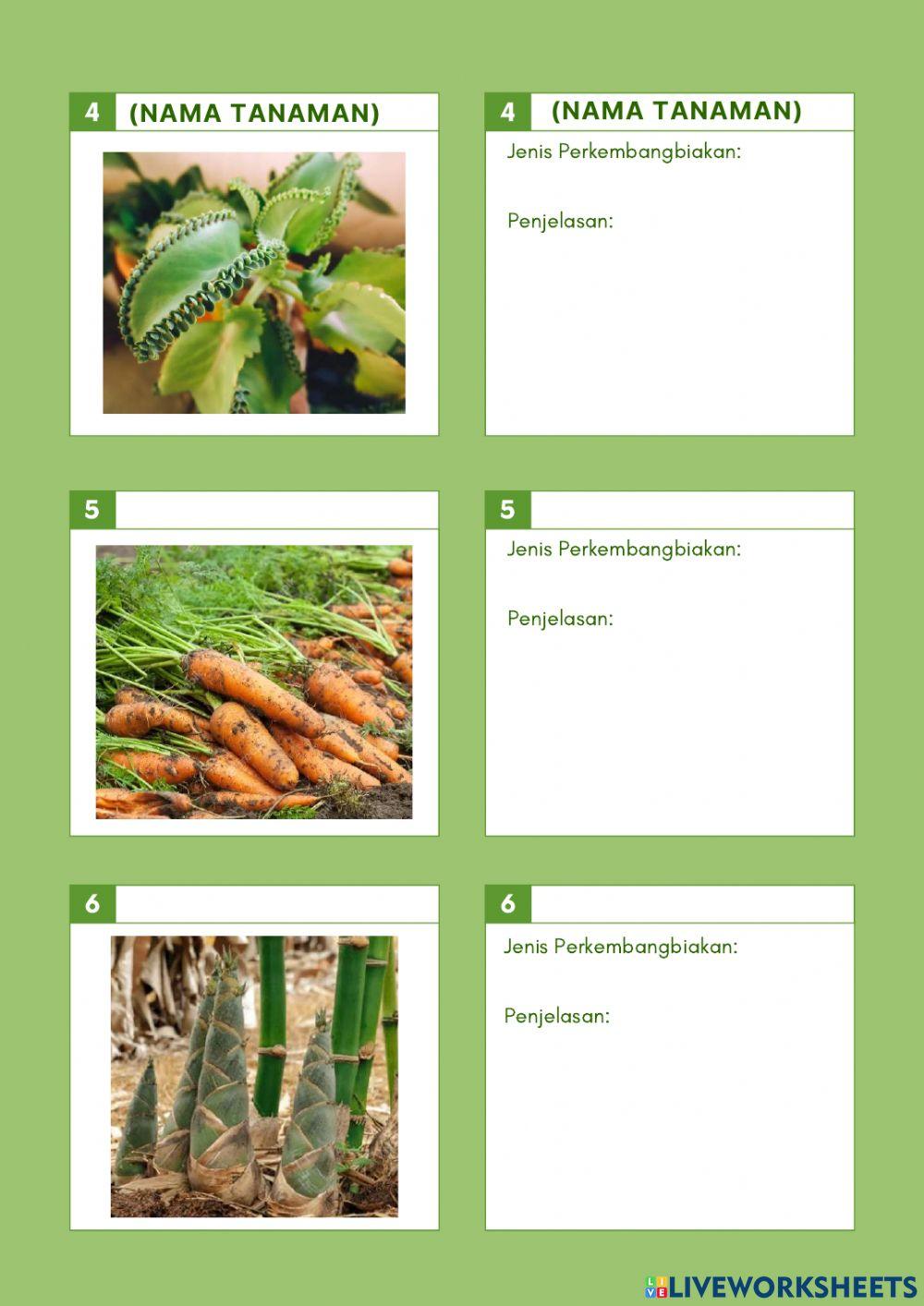 LKPM Perkembangbiakan Tumbuhan Angiospermae