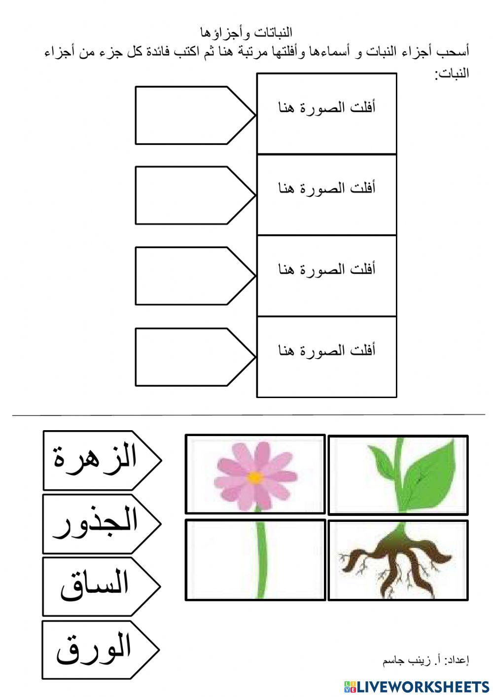 النباتات وأجزاؤها