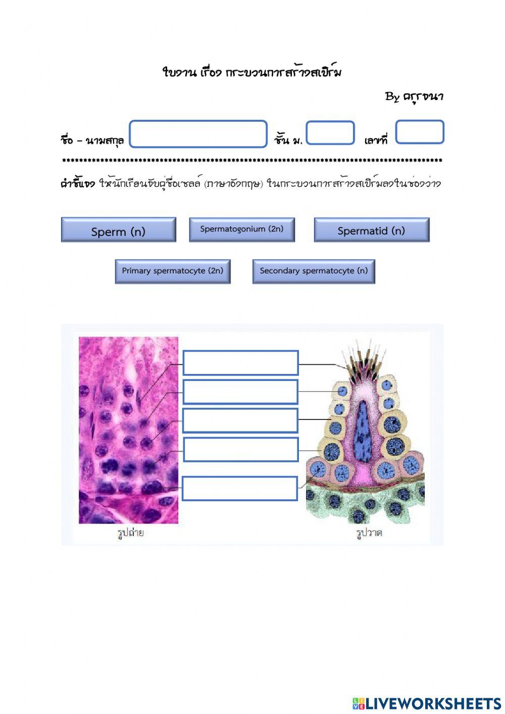ใบงานเรื่องกระบวนการสร้างสเปิร์ม