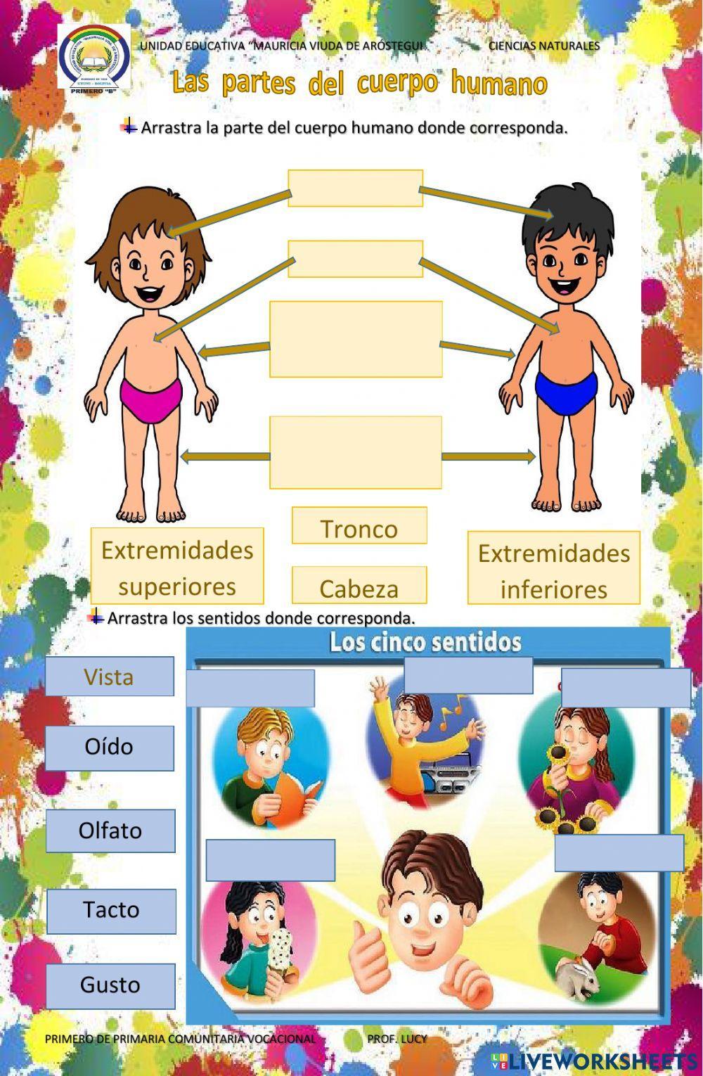 El cuerpo humano y los sentidos