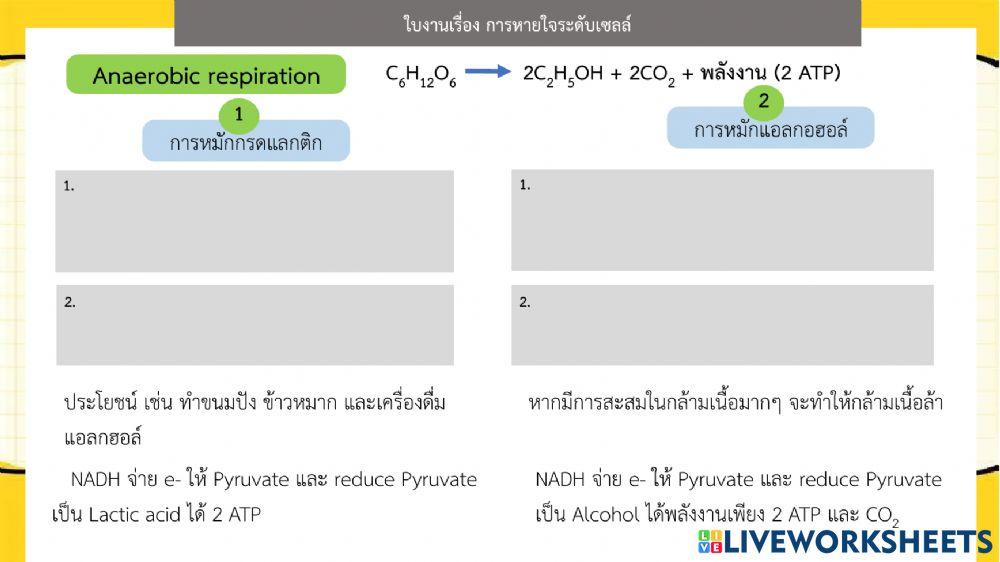 ใบงานการหายใจระดับเซลล์