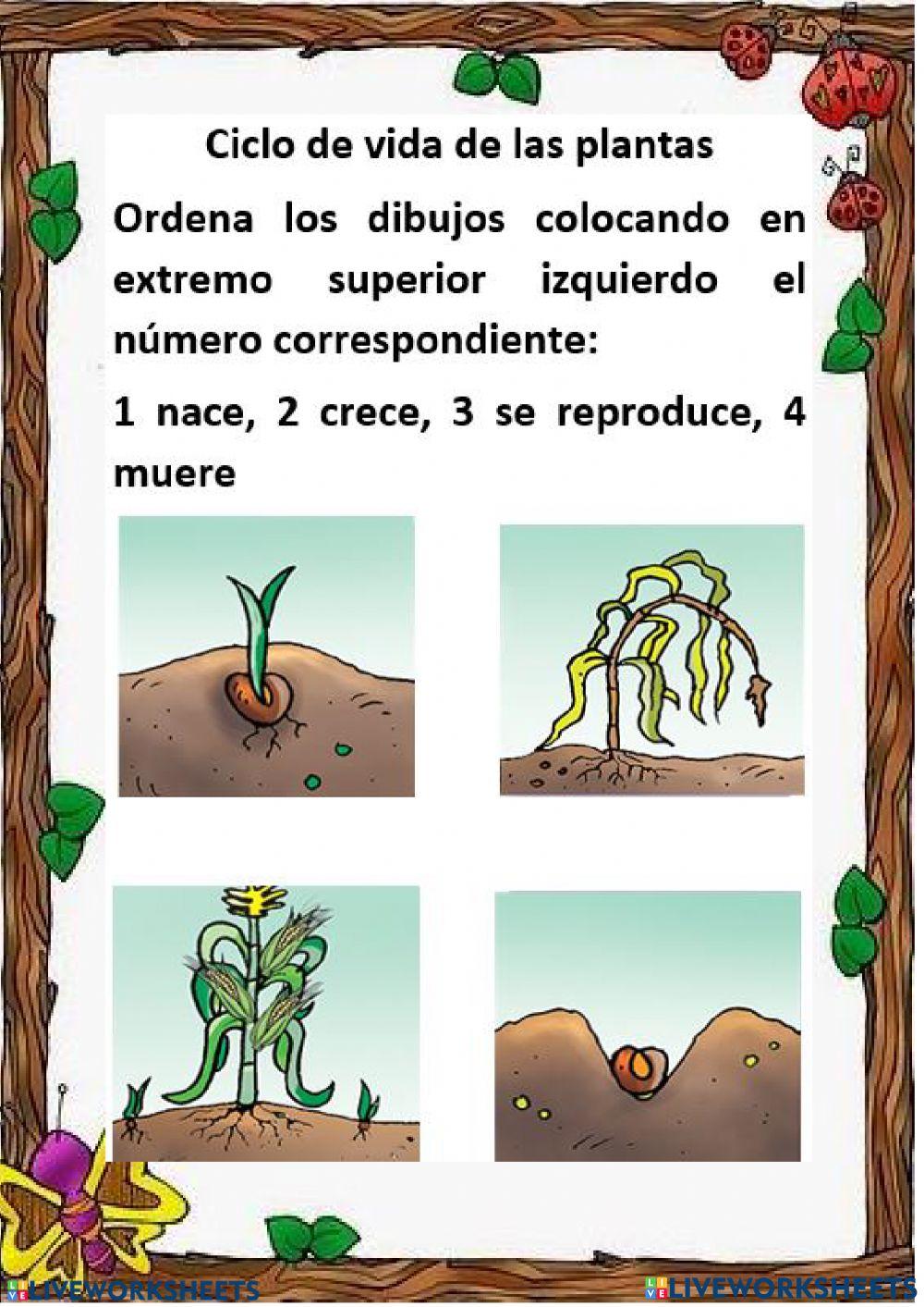 El ciclo de vida de las plantas