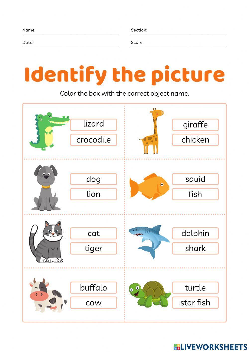 Identify animal worksheet