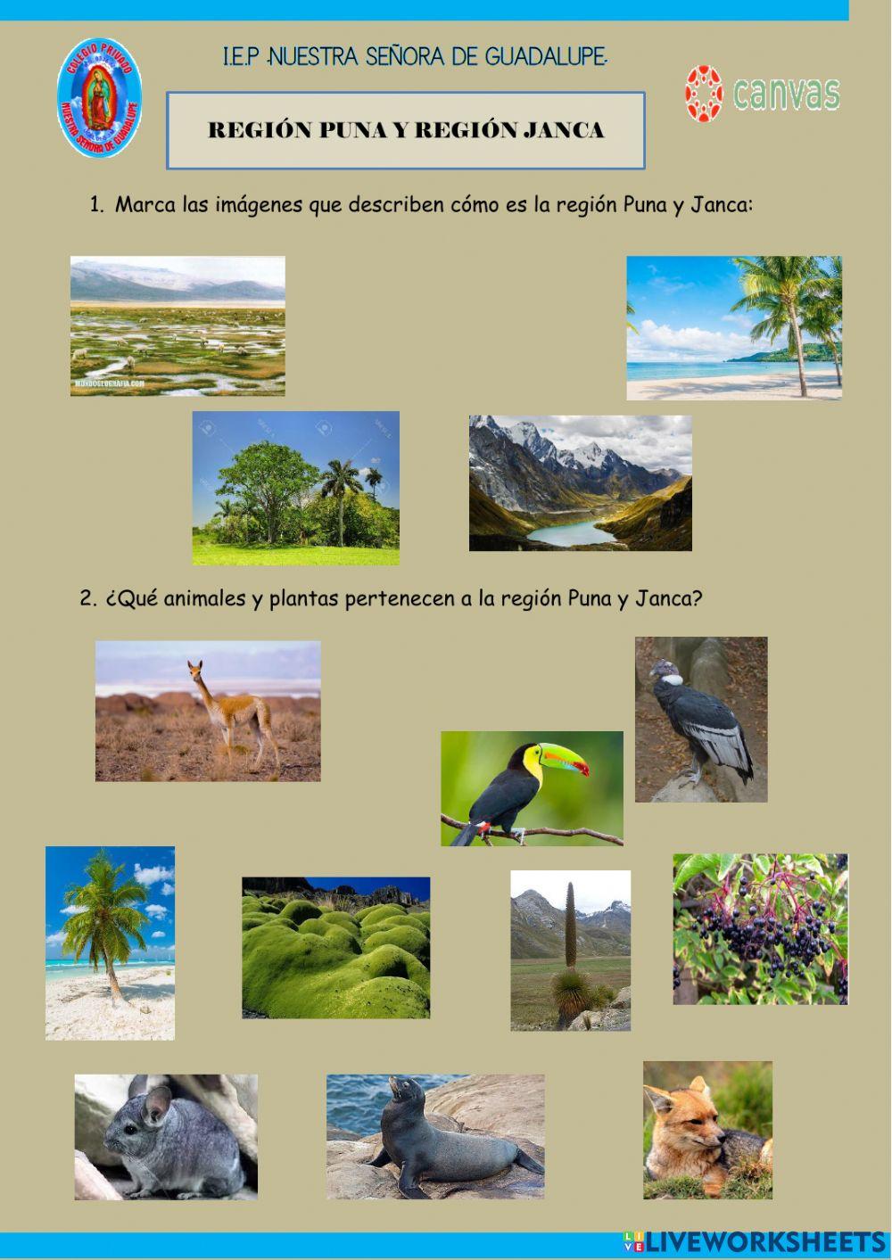 Región Puna y Región Janca