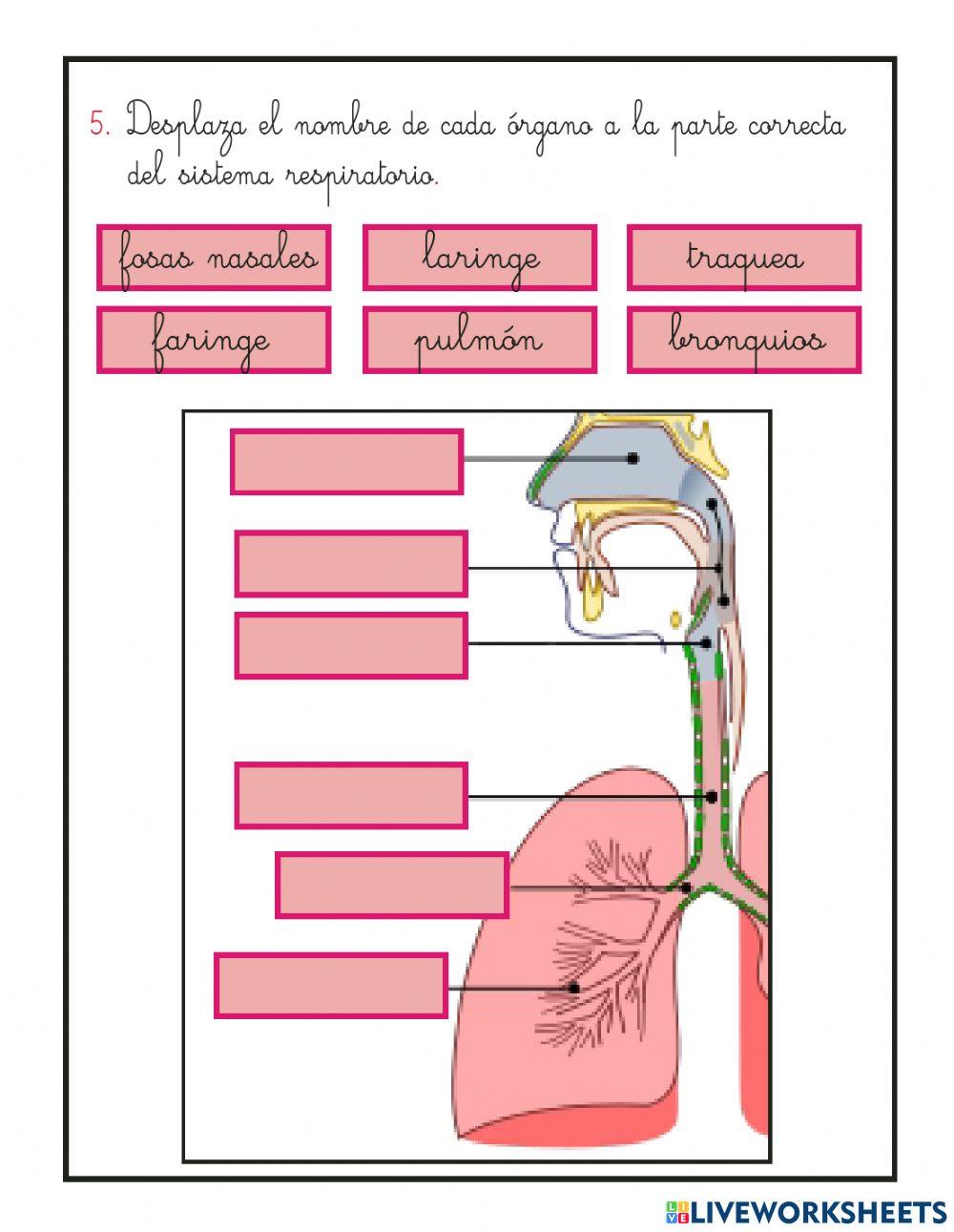 Sistema respiratorio