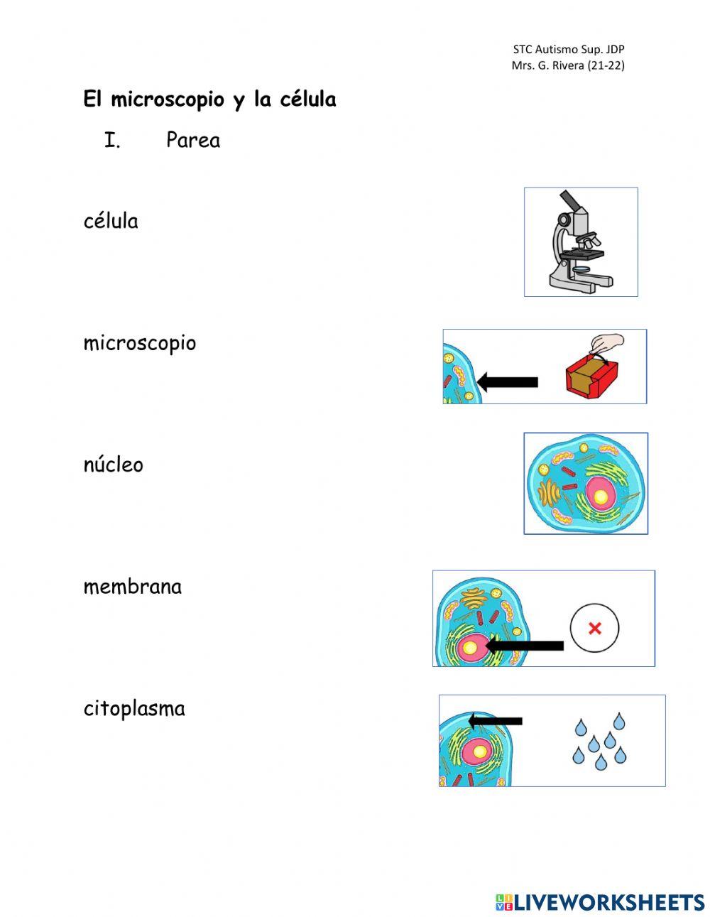 El microscopio y la célula 13-17 de septiembre.