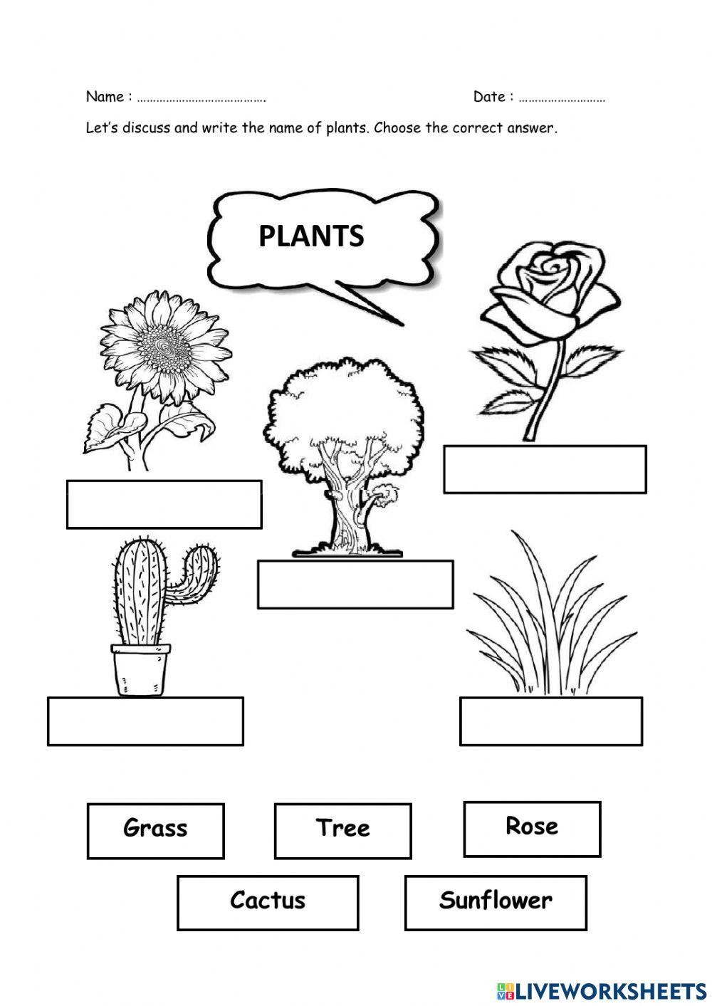 Plant and flower names