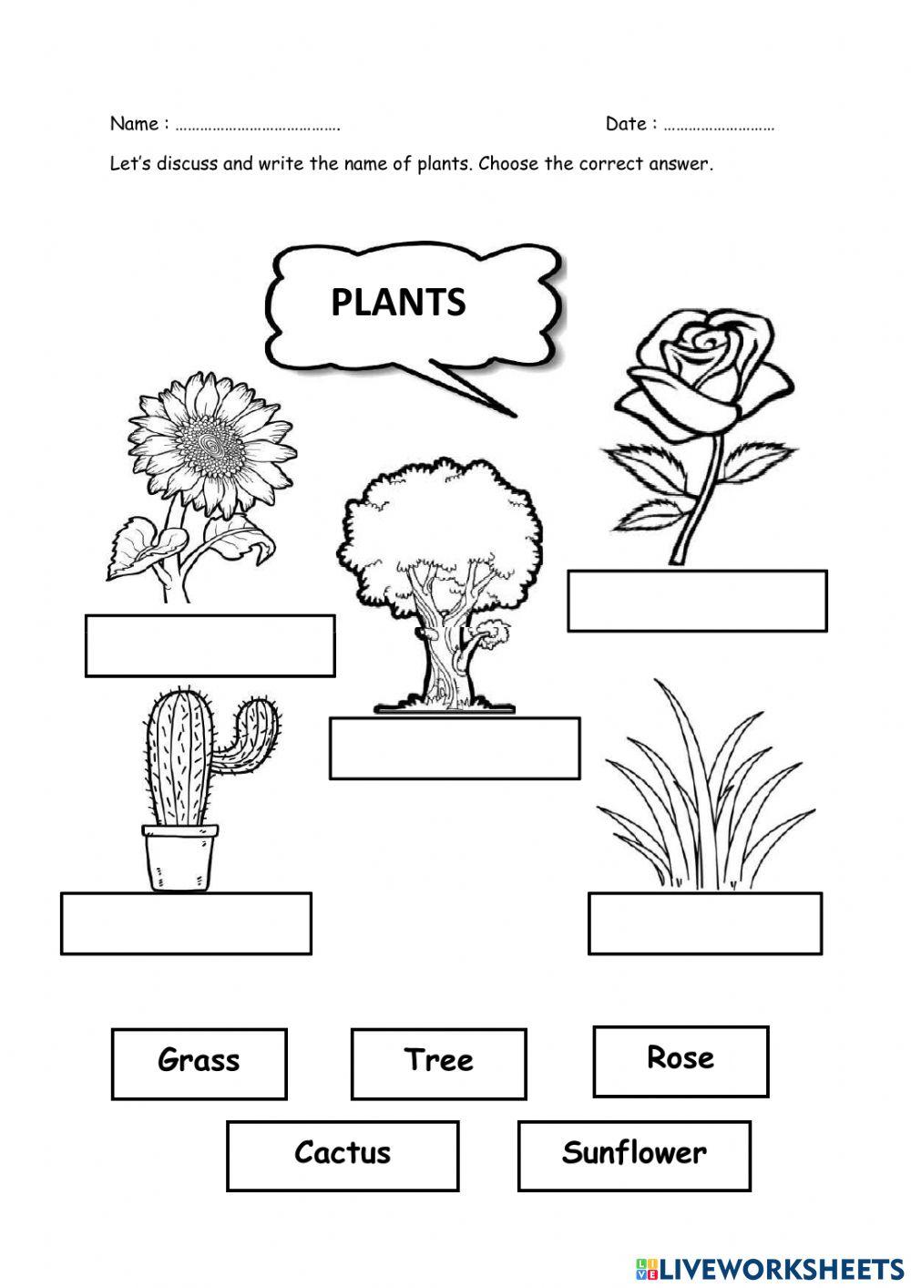 Plant And Flower Names 1403947 HASNAH BINTI ABDULLAH plant-and-flower-names-1403947-hasnah-binti-abdullah