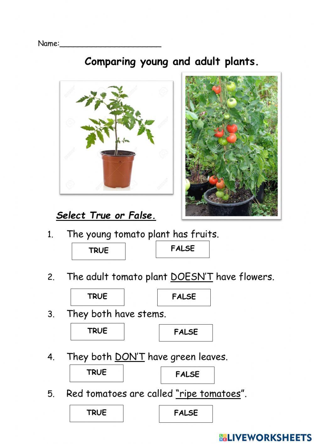 Comparing young and adult plants.