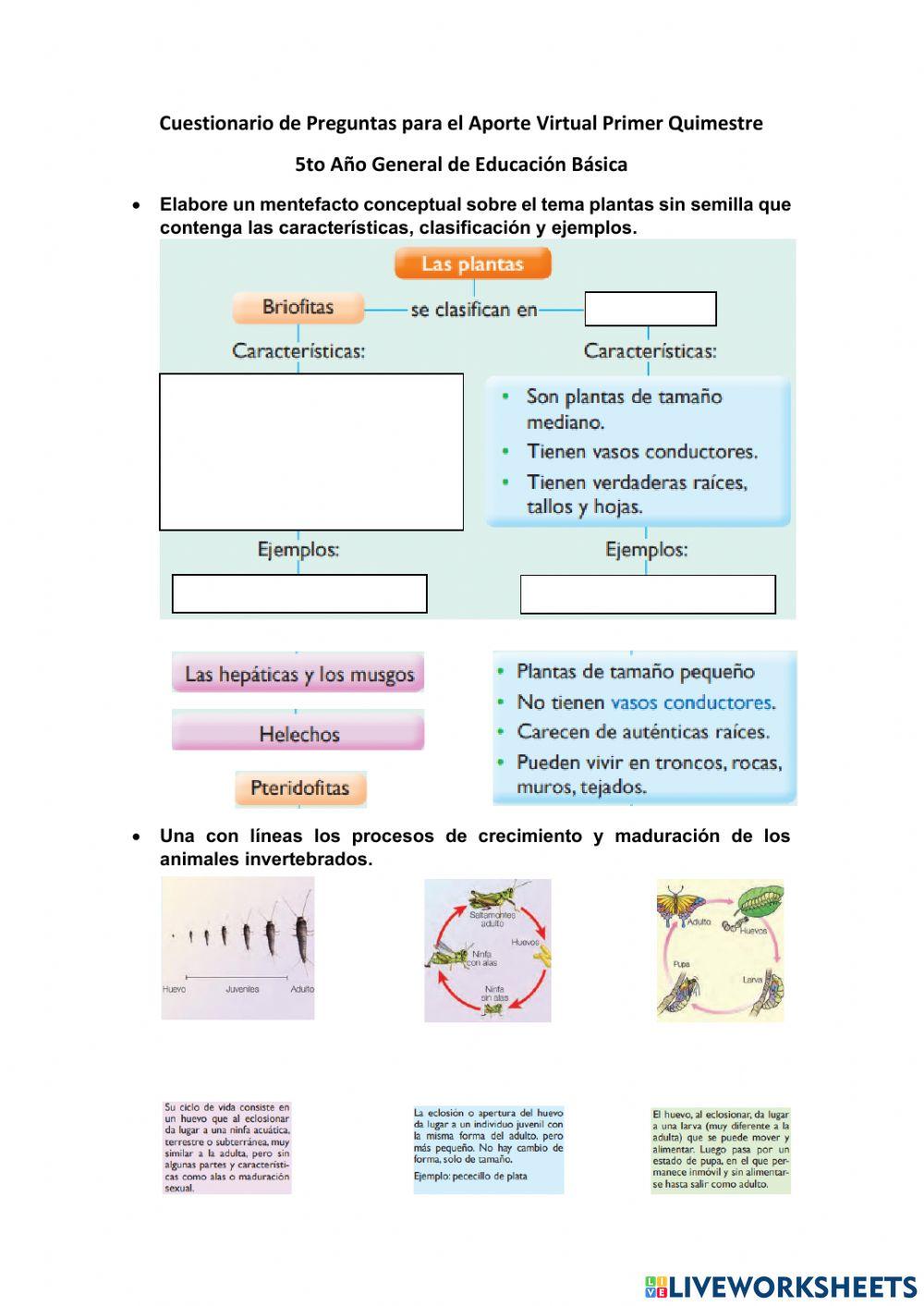 Cuestionario 1er Quimestre 5to EGB Virtual