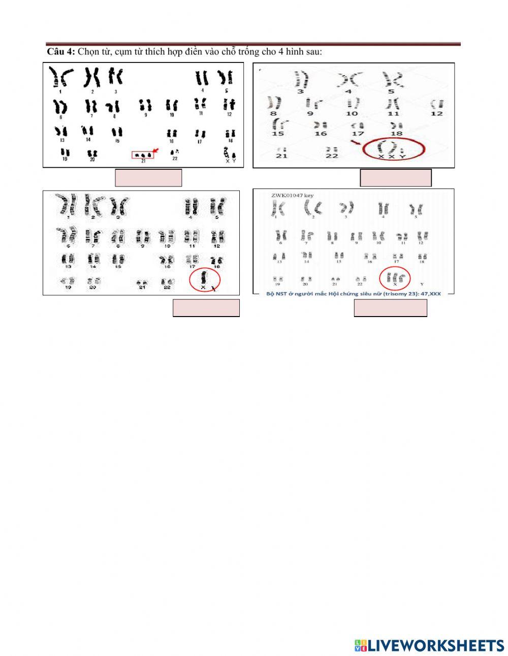 Bài 6.sinh12- đột biến số lượng nst