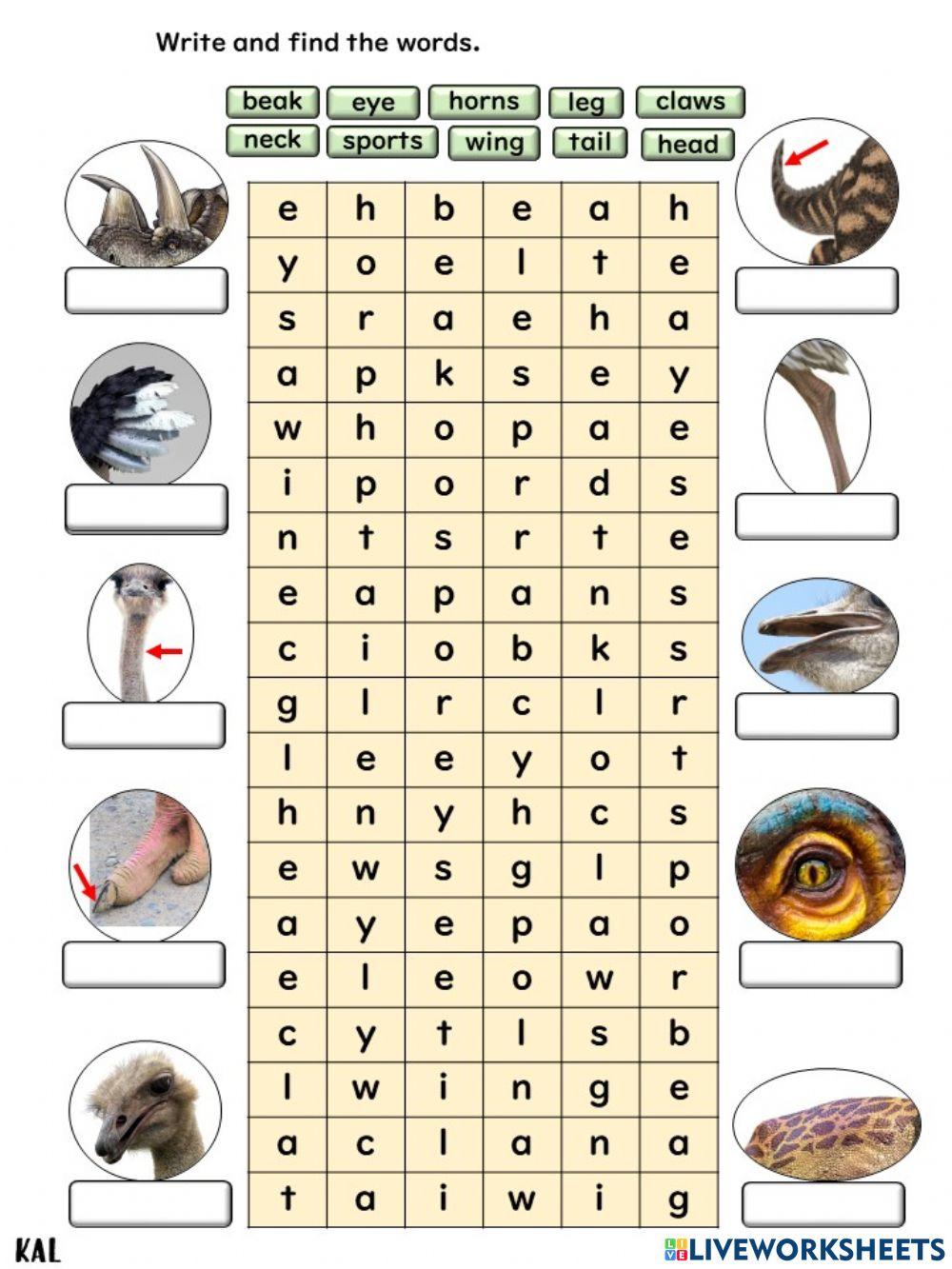 English year 4 : AMAZING ANIMALS