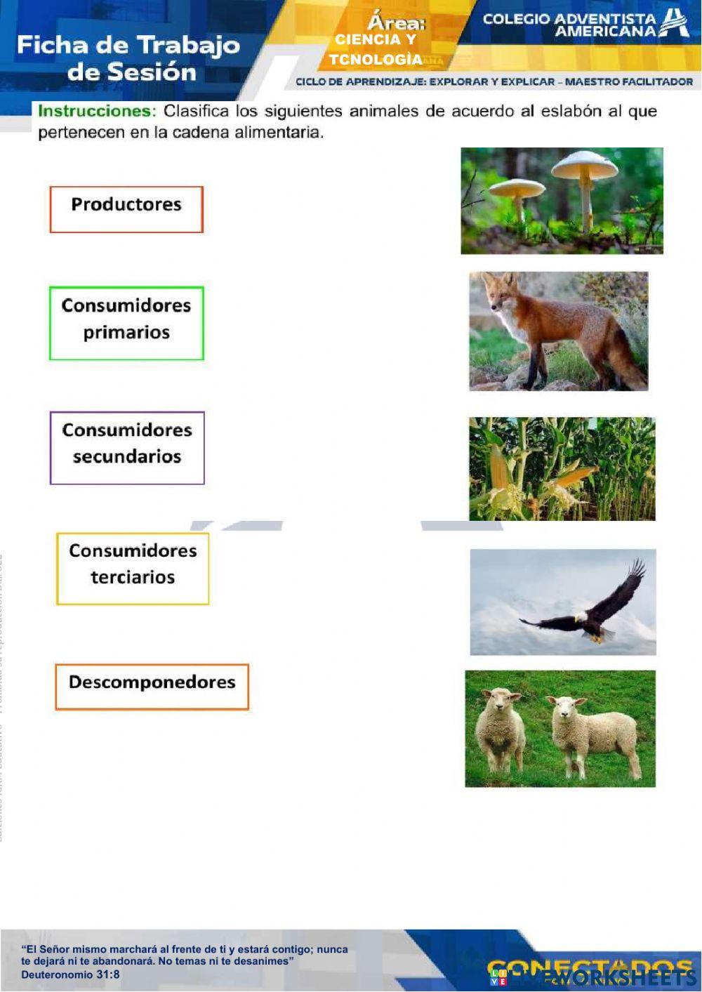 La cadena alimenticia