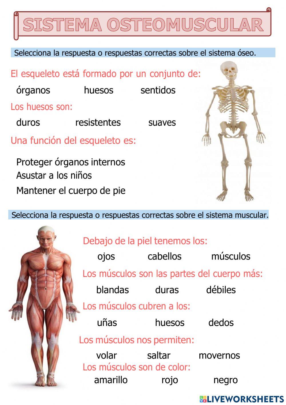 Sistema osteomuscular
